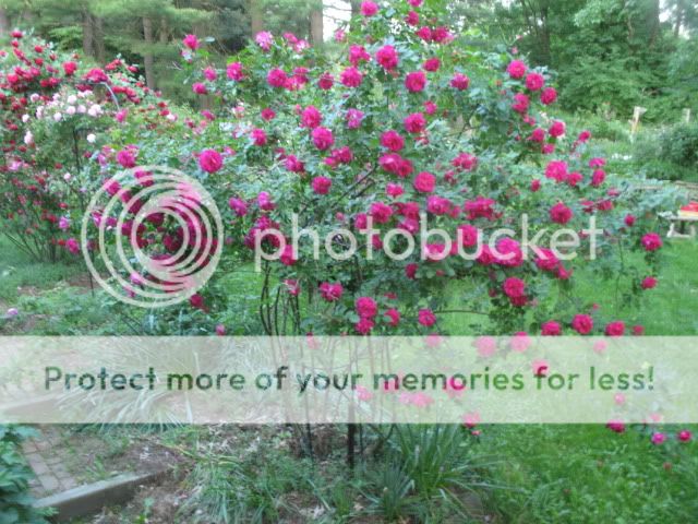 Captain Samuel Holland photo IMG_2580.jpg